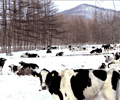 山麓の牛の放牧